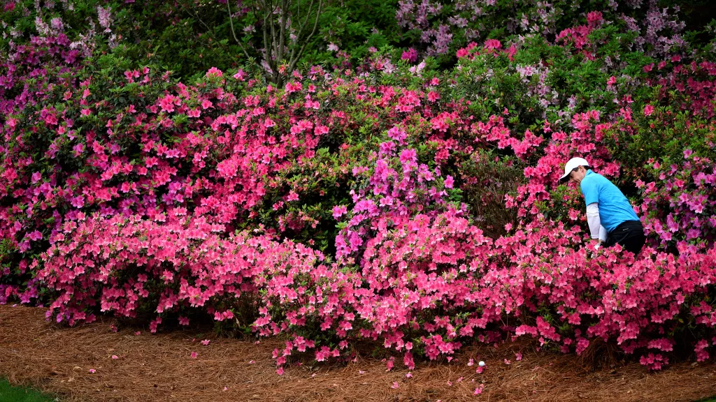 Azalea Cocktail - Augusta National Golf Course - Shrubs